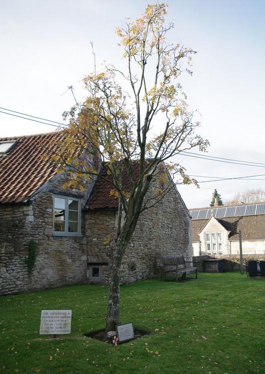 Remembrance Tree Keith McCarthy #1