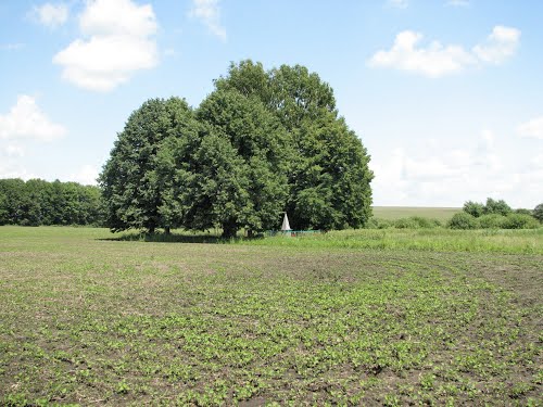 Monument Held van de Sovjet-Unie L.L. Shestakov #3