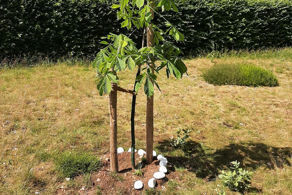 Anne Frank memorial Tree Kommern