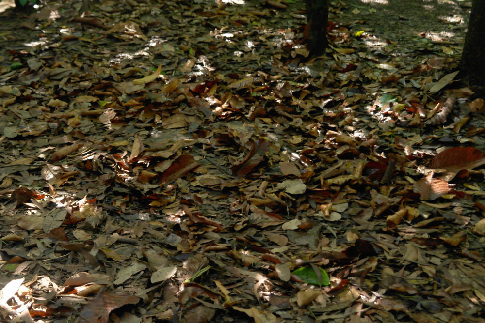 Tunnels of Cu Chi #2