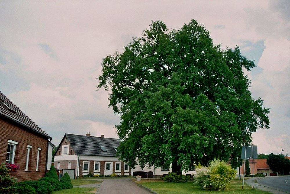 Remembrance Oak Emperor William I