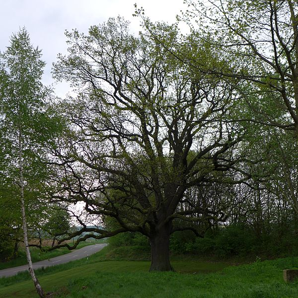Peace Oak Franco-Prussian War Brunsen #1