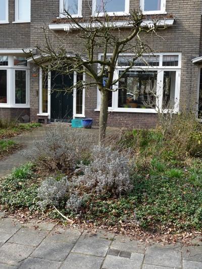 Stumbling Stones Boerhaavelaan 50 #2