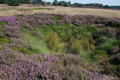 Bomkraters Zuid Hijkerzand #1