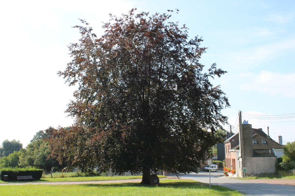 Vrijheidsboom Rumillies	