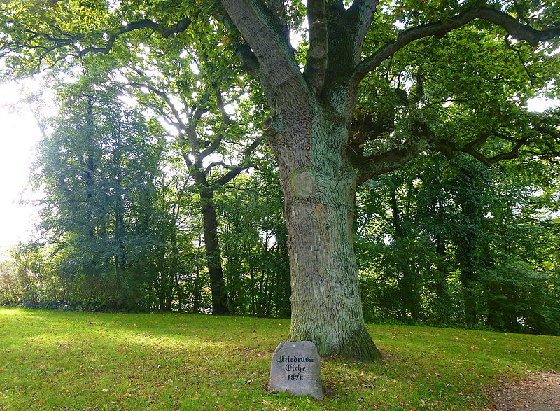 Peace Oak Ltjenburg #1