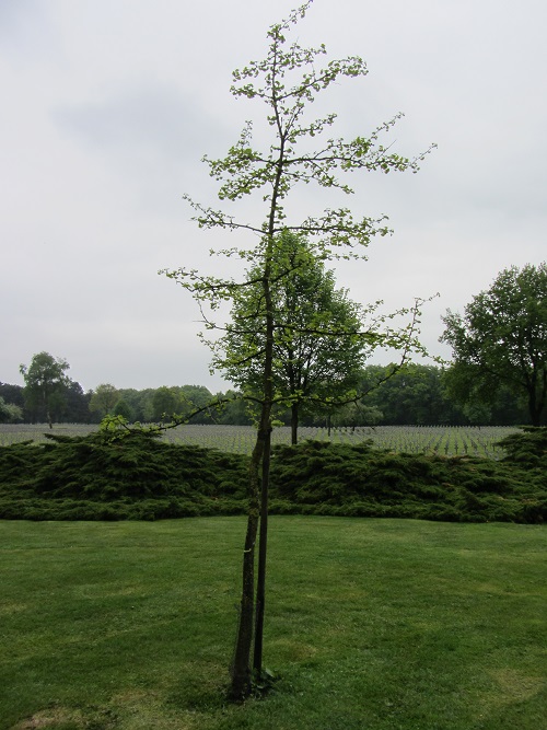 Ginkgo Tree German War Cemetery Ysselsteyn #4