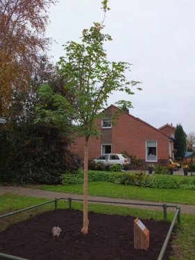 Bevrijdingsboom Westerbroek #2