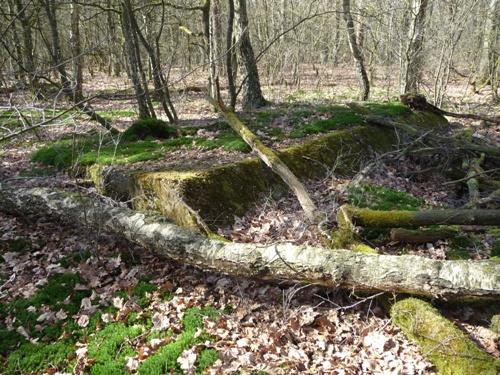 Group Shelter Type 1918/I De Fransche Kamp