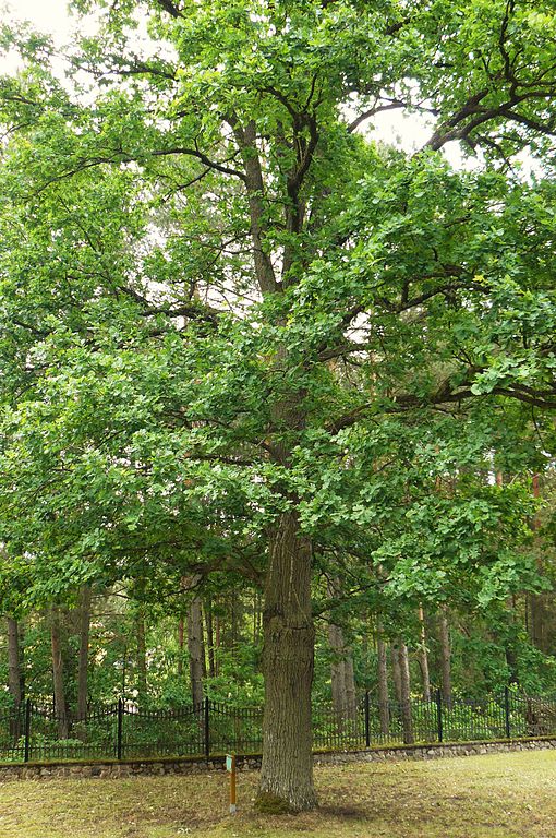 Remembrance Oak Emperor William I