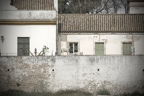 Cortijo Gambogaz y Hacienda San Gonzlez #2