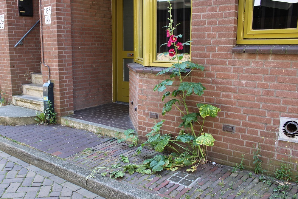 Stolpersteine Waterstraat 18 (voorheen 12) #4