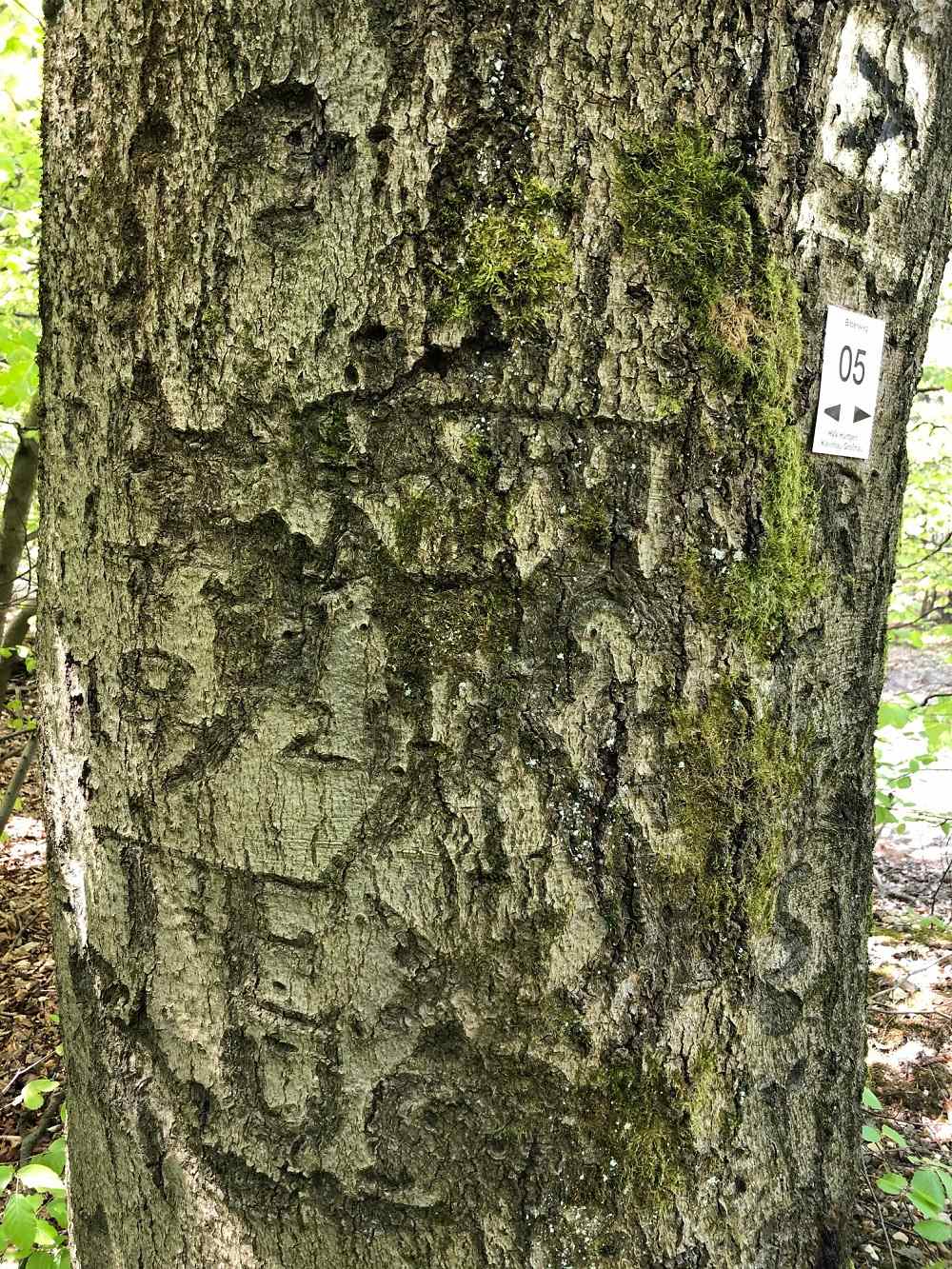 McArthur Tree Hürtgenwald #4