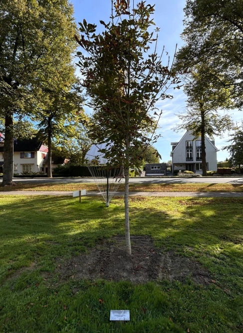 Anne Frankboom Sint-Oedenrode #2