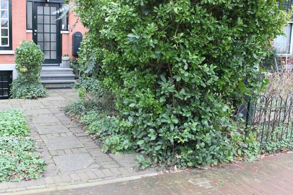 Stumbling Stones Mariënpoelstraat 15 #5