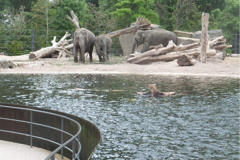 Artis Zoo #2