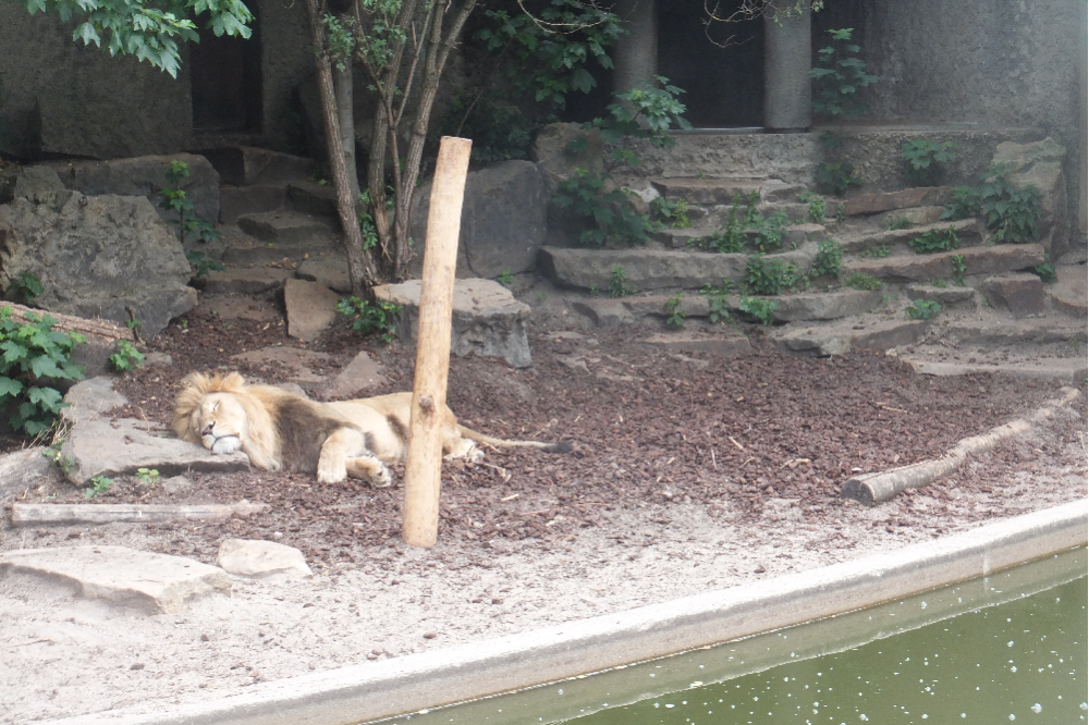 Artis Zoo #5