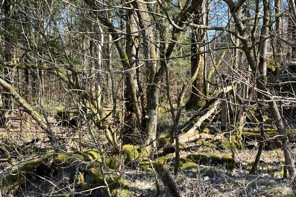 Westwall - Remains Bunker Roth bei Prüm #2