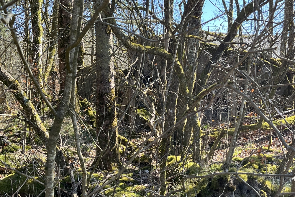 Westwall - Remains Bunker Roth bei Prüm #3