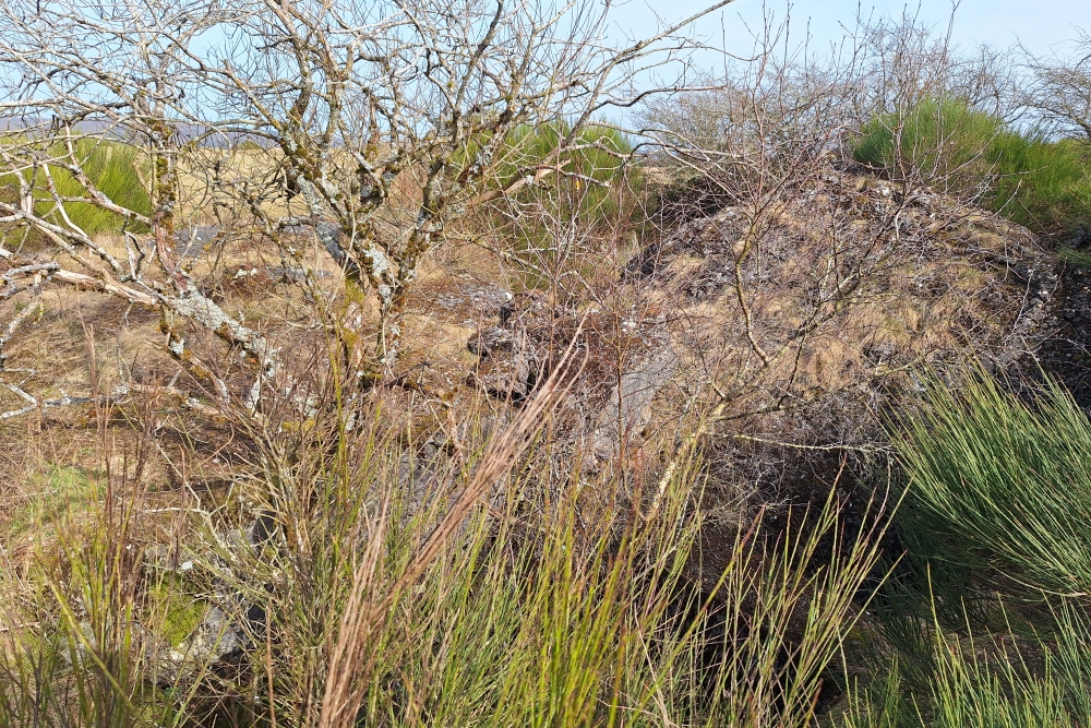 Igel position Vogelsang - Casemate Wollseifen
