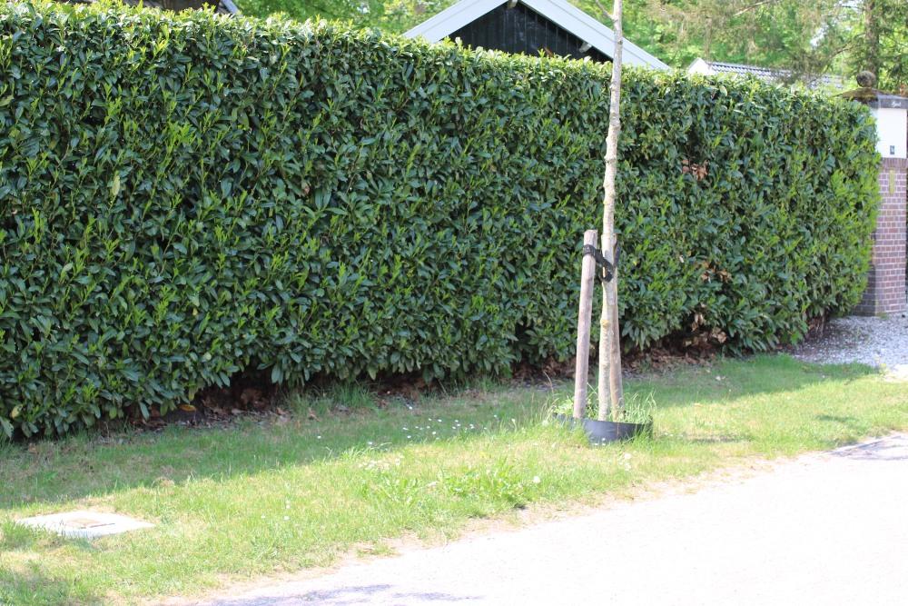 Stumbling Stone Woudenbergseweg 34 #3