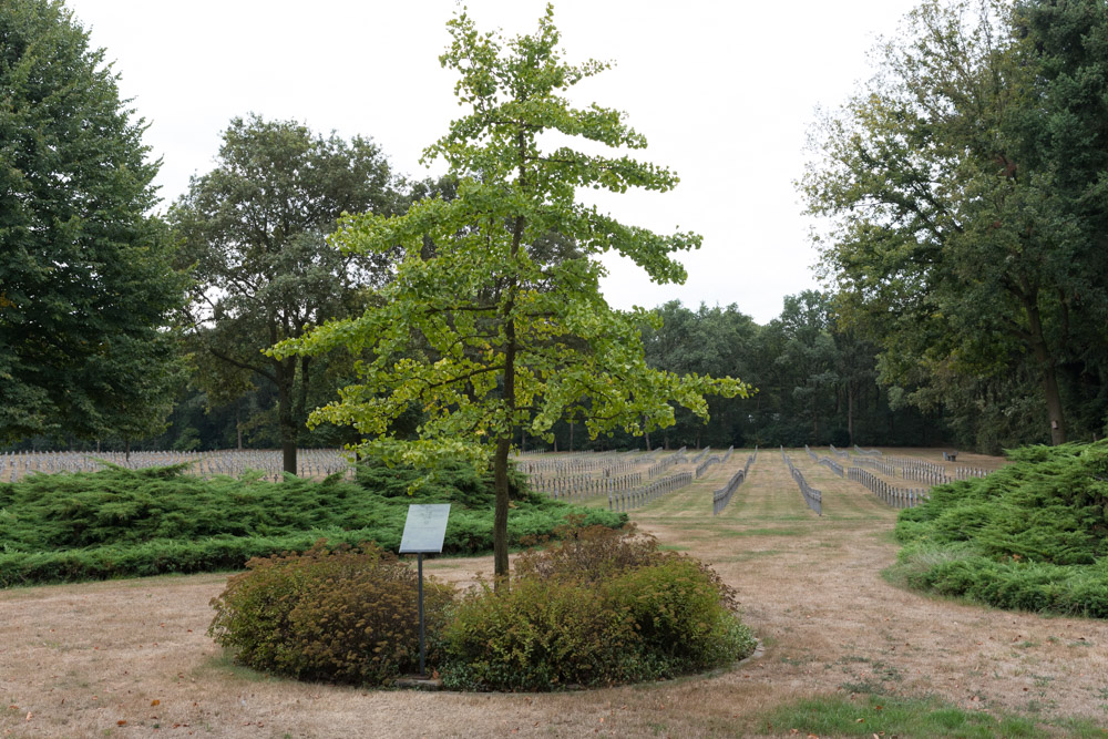 Ginkgoboom Duitse Oorlogsbegraafplaats Ysselsteyn #2