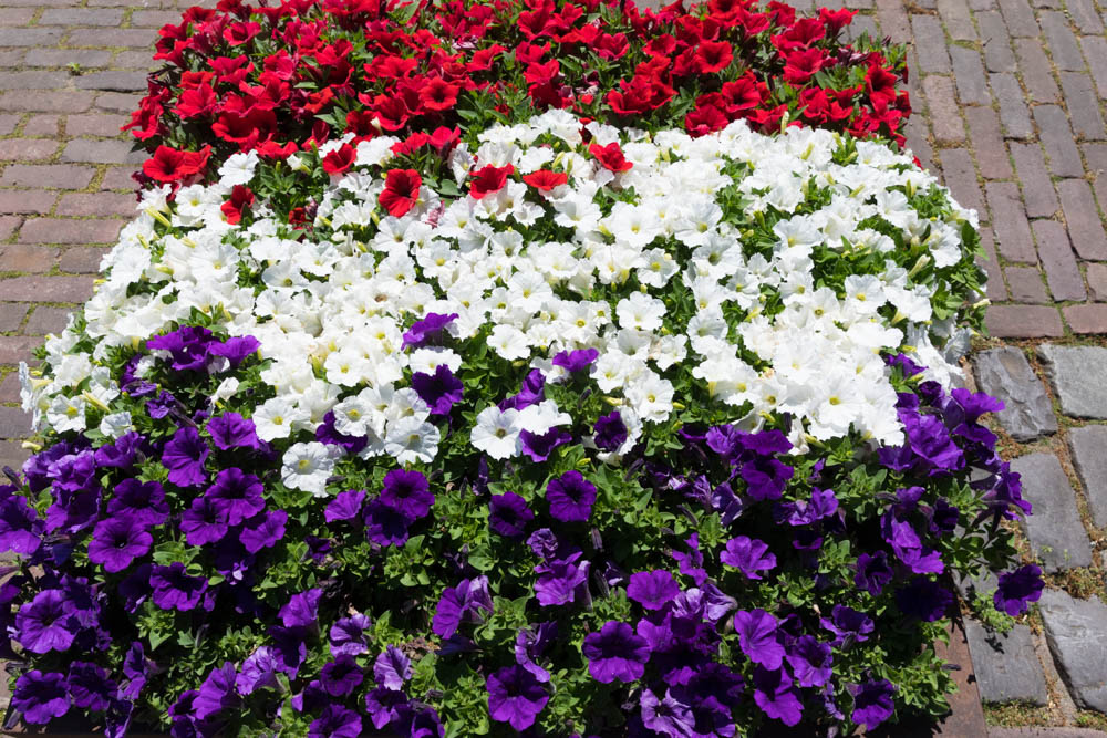 Carnation Flower Box #4