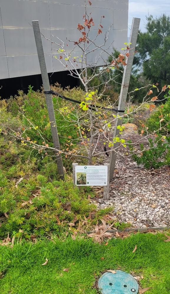 Burgemeesters voor Vrede Boom #2
