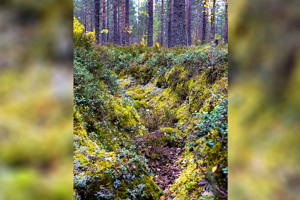 Kilpelänkangas Defence Positions #1