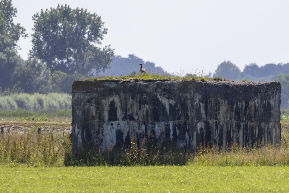 Fliegerhorst Bergen: W.N.3 - Küver MG35 Bunker (C16) #3