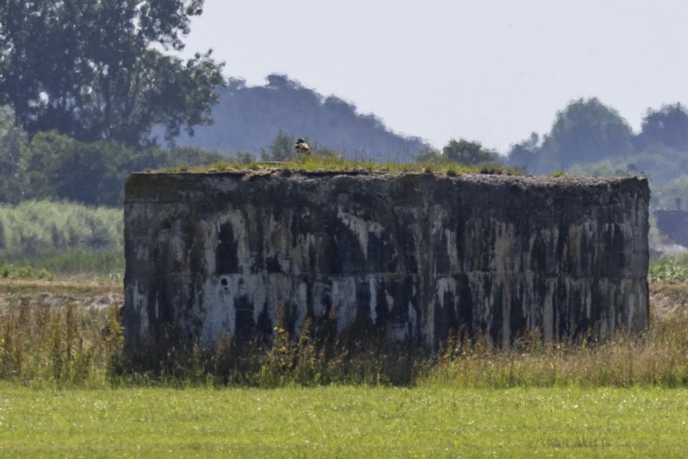 Fliegerhorst Bergen: W.N.3 - Küver MG35 Bunker (C16) #4