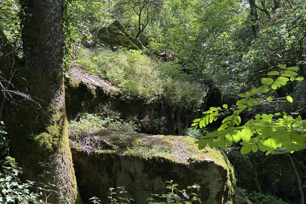 Westwall - Restant Bunker Echternacherbrück #2