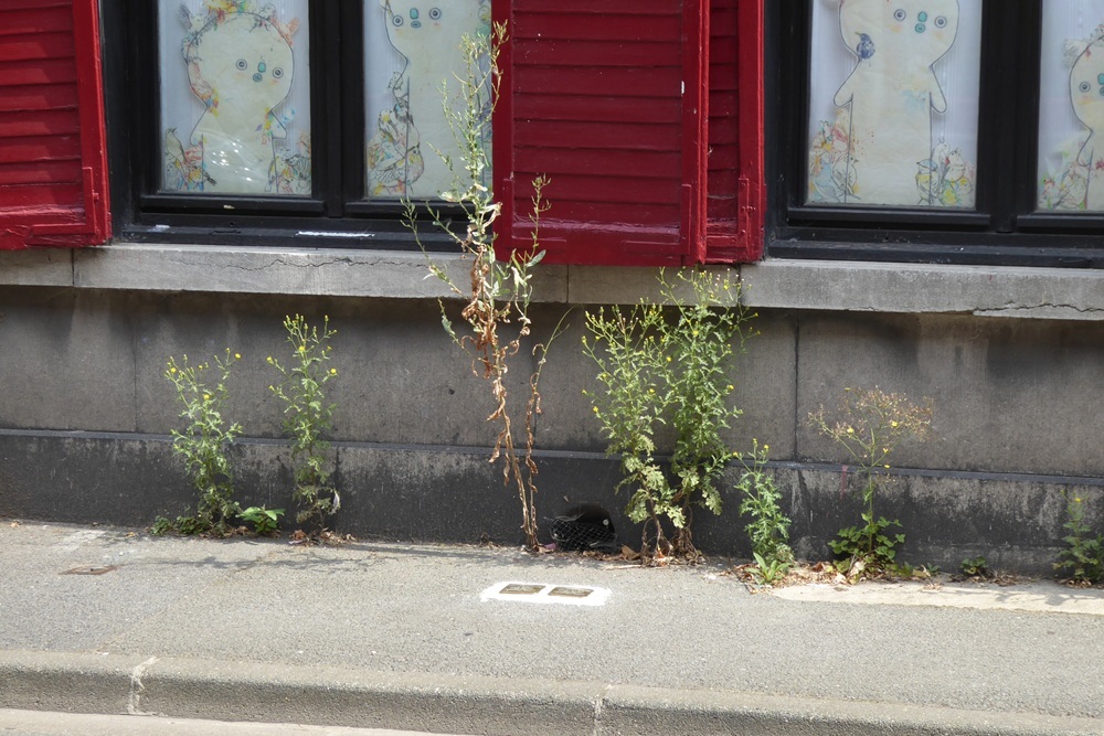 Stolpersteine Rue la Paix d’Utrecht 12 #2