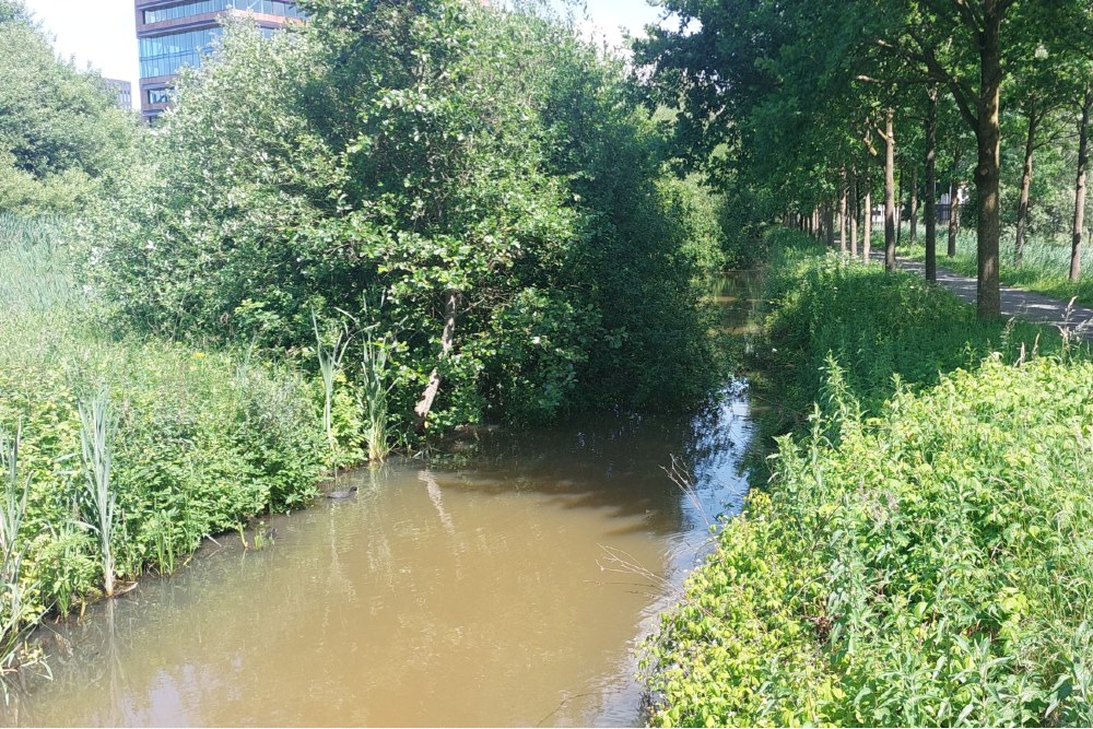 Tank Ditch #1