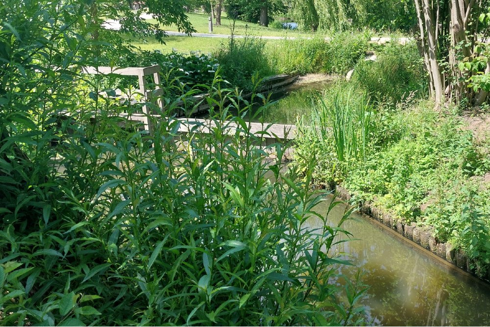 Tank Ditch #3