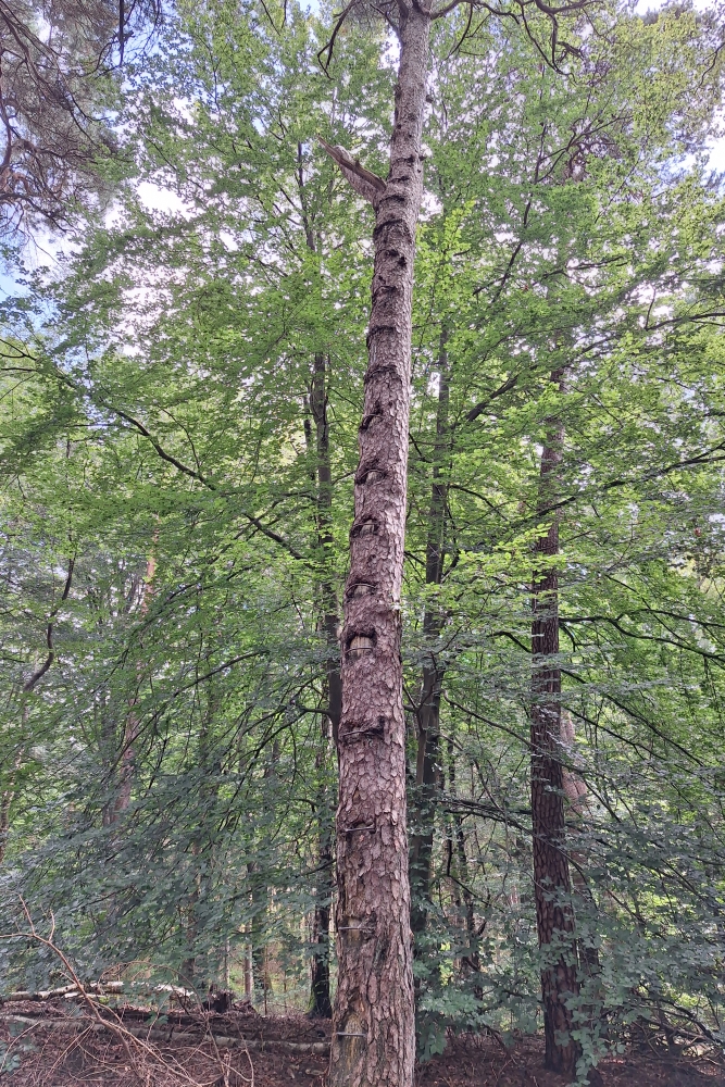 German Lookout Post Rheden #3