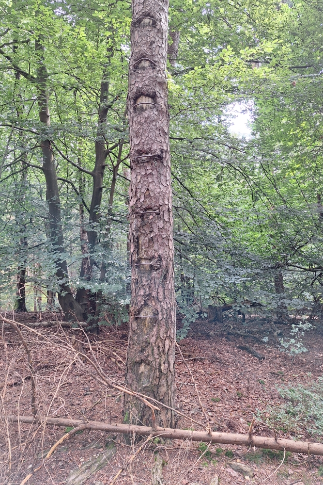 German Lookout Post Rheden #4