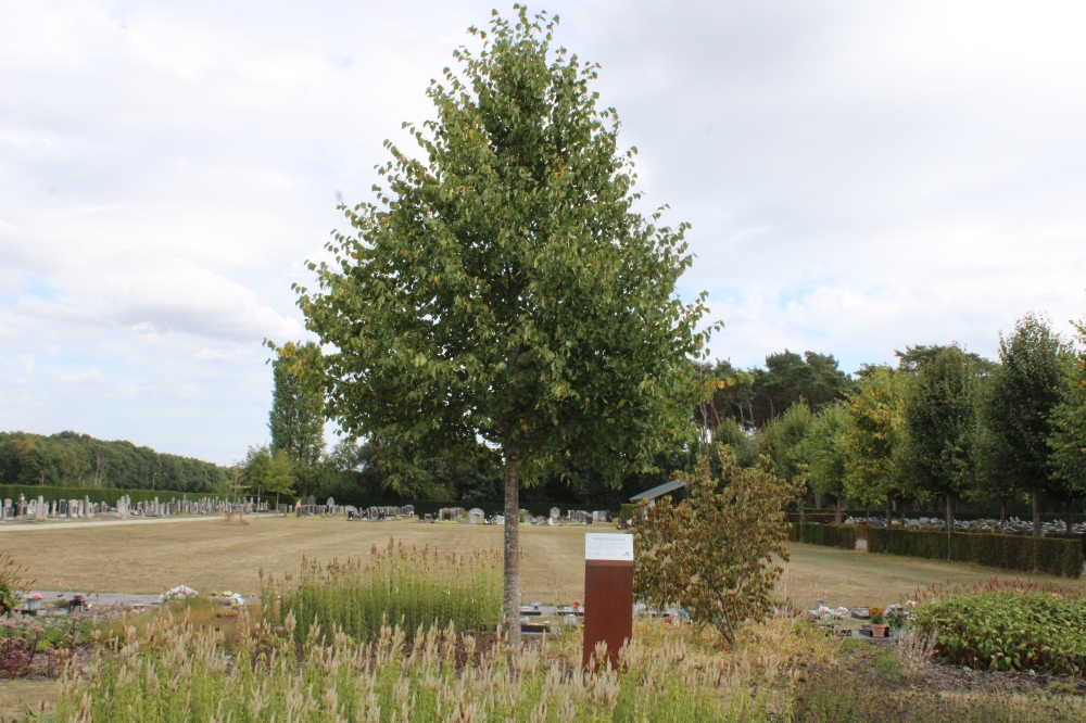 Vredesboom Meeuwen