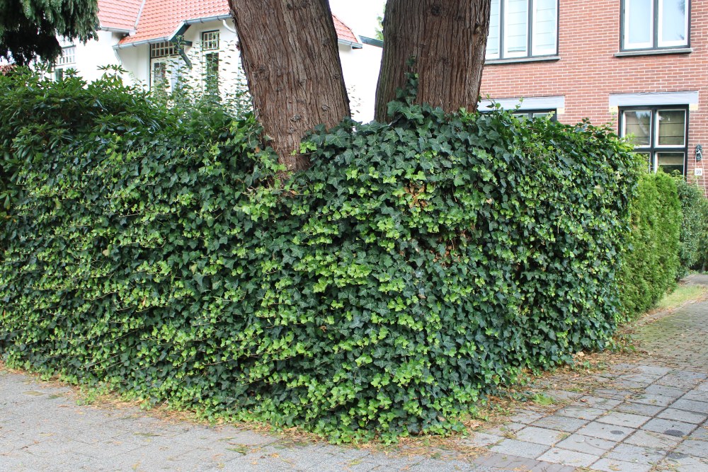 Sstumbling Stones Van Lenneplaan 30 #4