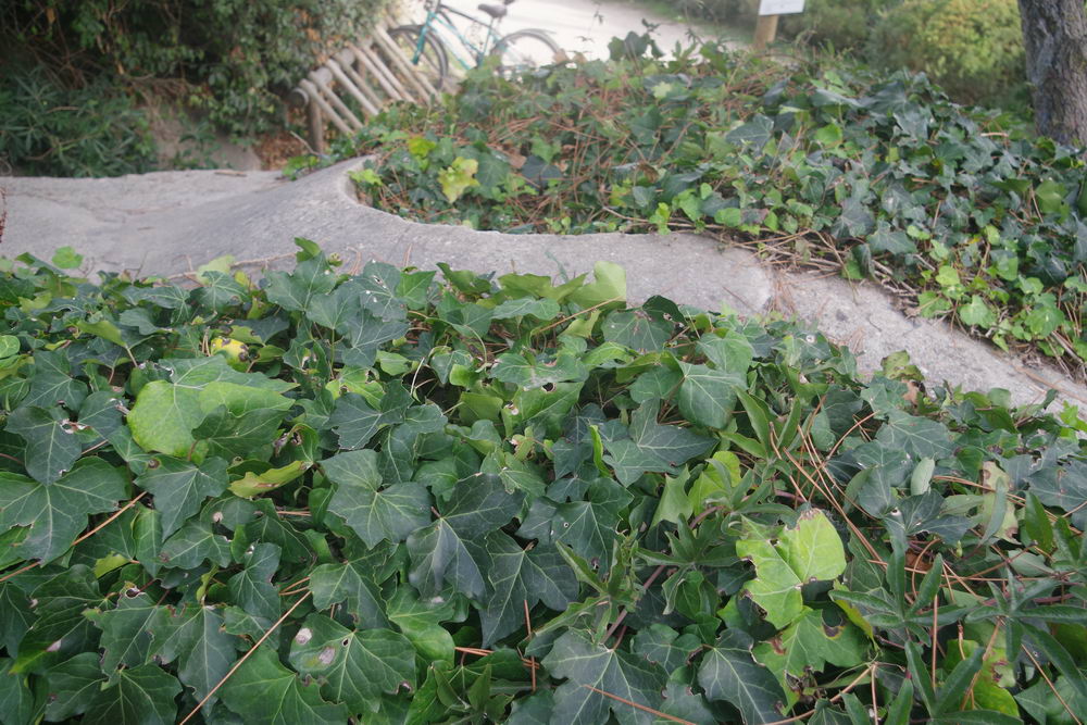 German Bunker Cap Ferret #4