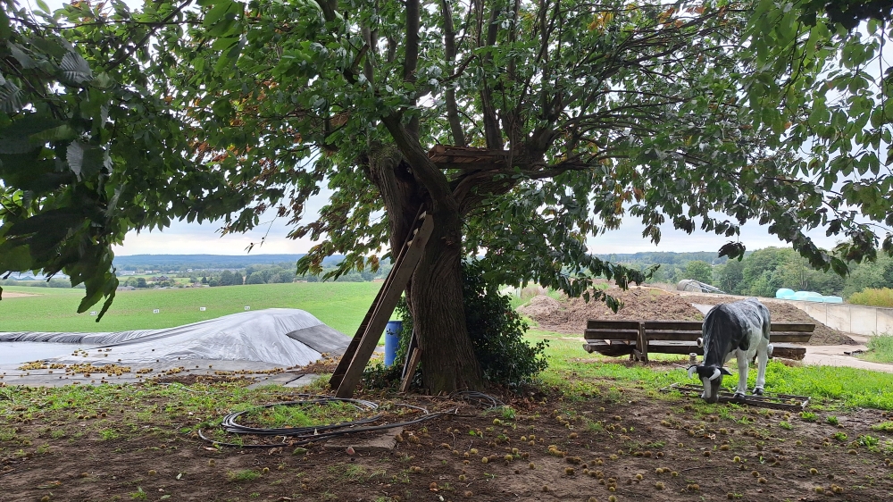 Tree of Horrocks #2
