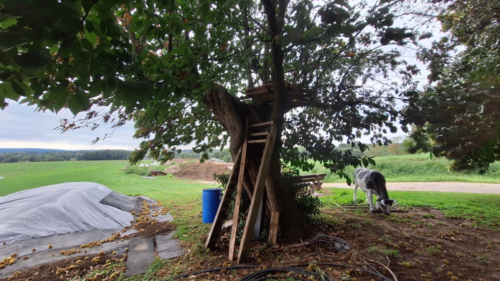 Tree of Horrocks #4