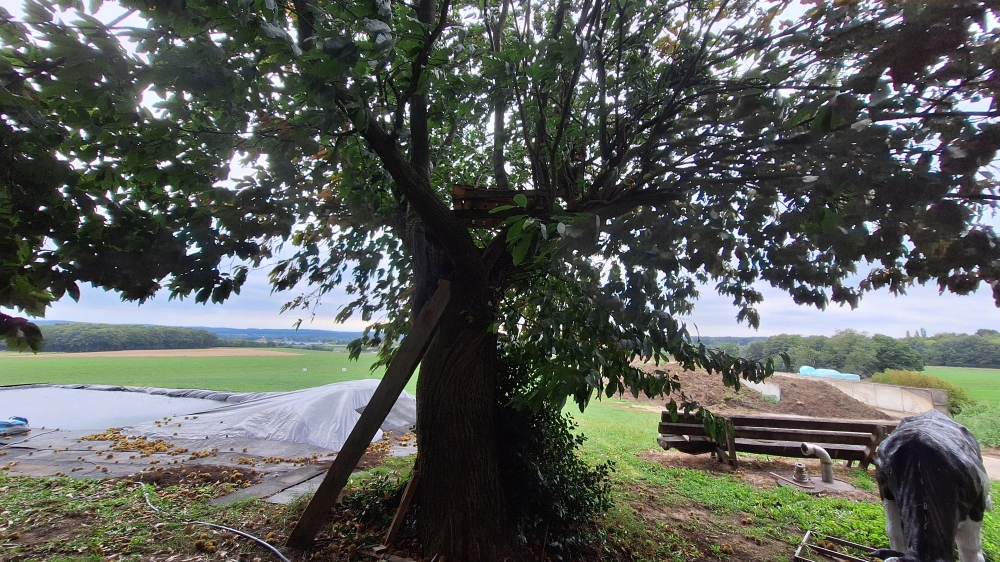 Tree of Horrocks #5