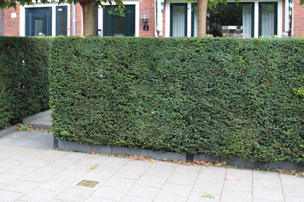 Sstumbling Stones Timorstraat 31 #6