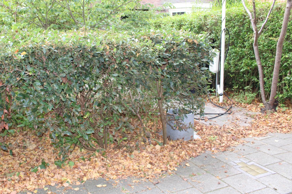 Sstumbling Stones Brederolaan 9 #7