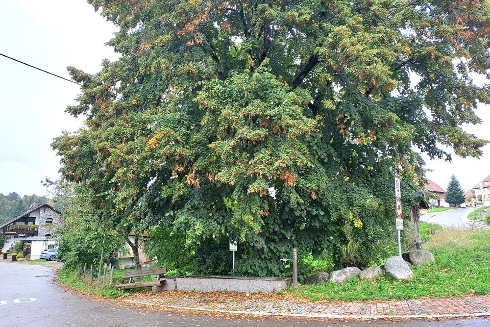 War Linden Birkendorf #1