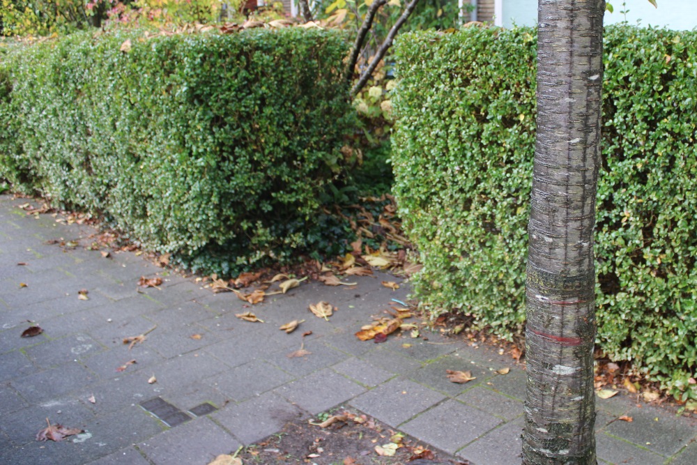 Stumbling Stones Dantelaan 71 #6