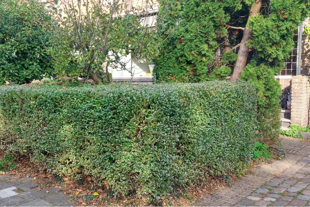 Stolpersteine Larikslaan 149 #4