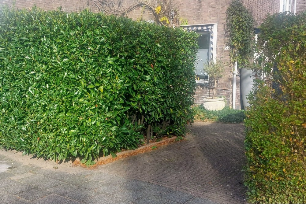 Stolperstein Larikslaan 197 #4