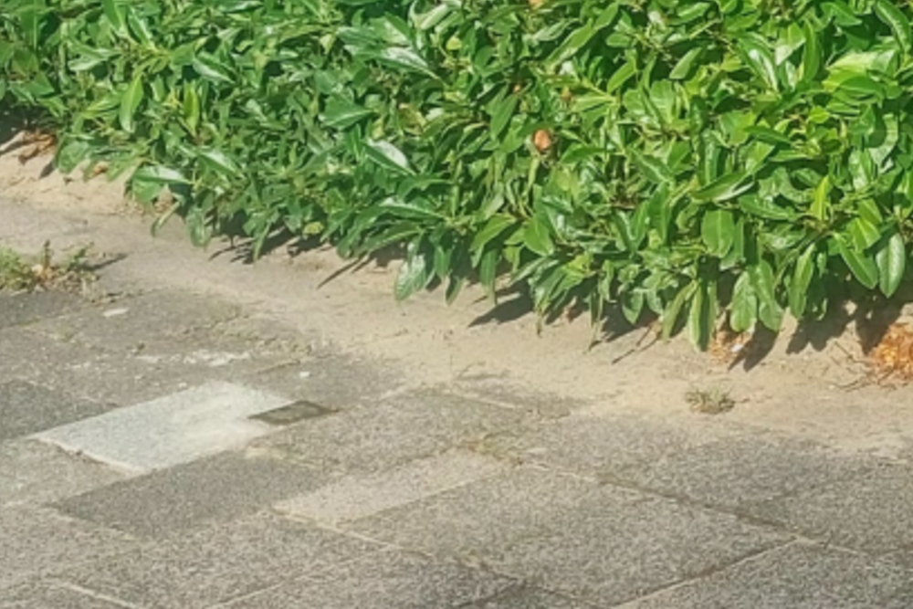 Stolperstein Larikslaan 197 #5